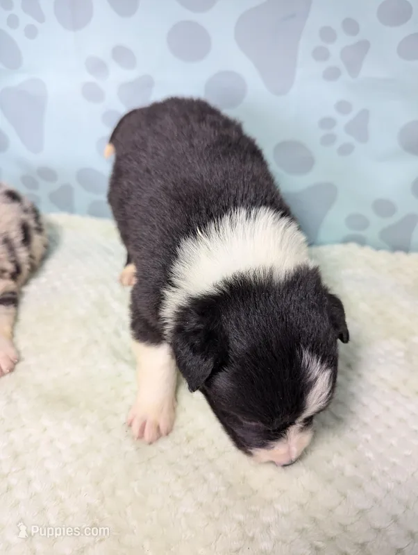 Kate – Border Collie puppy for sale in Calamus, IA