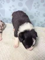 Kate, a female Border Collie for sale in Calamus, IA – Photo 1 of 3