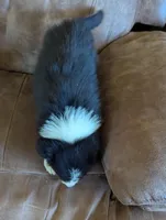 Kate, a female Border Collie for sale in Calamus, IA – Photo 2 of 9