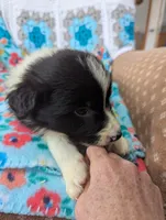 Kate, a female Border Collie for sale in Calamus, IA – Photo 9 of 9