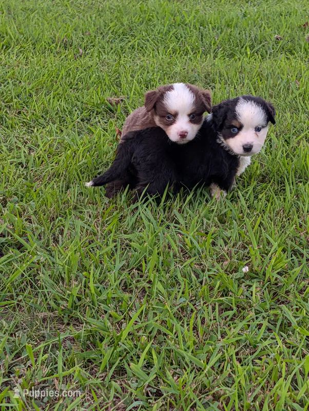 Paul BET full tail  – Miniature Australian Shepherd puppy for sale in Calamus, IA