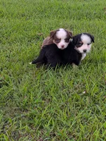 Paul BET full tail , a male Miniature Australian Shepherd for sale in Calamus, IA – 1 of 4