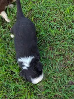 Paul BET full tail , a male Miniature Australian Shepherd for sale in Calamus, IA – 4 of 4