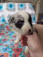 Puzzle, a female Border Collie for sale in Calamus, IA – Photo 5 of 5