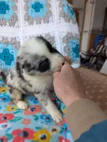 Puzzle, a female Border Collie for sale in Calamus, IA – Photo 4 of 5