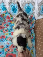 Puzzle, a female Border Collie for sale in Calamus, IA – Photo 2 of 5