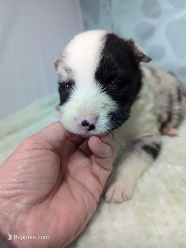 Puzzle – Border Collie puppy for sale in Calamus, IA