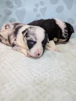 Puzzle, a female Border Collie for sale in Calamus, IA – Photo 2 of 3