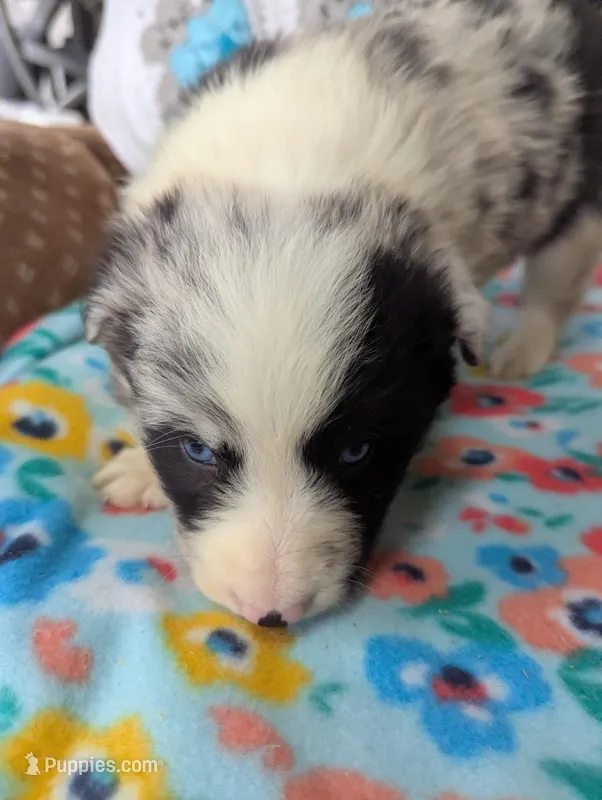 Puzzle – Border Collie puppy for sale in Calamus, IA