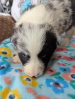 Puzzle, a female Border Collie for sale in Calamus, IA – Photo 1 of 5