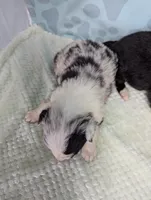 Puzzle, a female Border Collie for sale in Calamus, IA – Photo 3 of 3