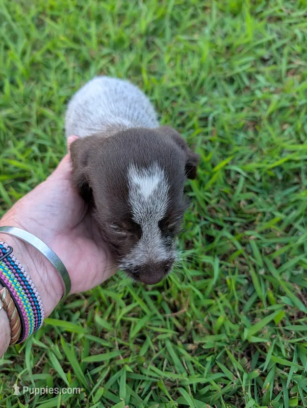 Sweetheart  – Wirehaired Pointing Griffon puppy for sale in Calamus, IA