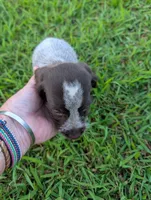 Sweetheart , a female Wirehaired Pointing Griffon for sale in Calamus, IA – 1 of 6
