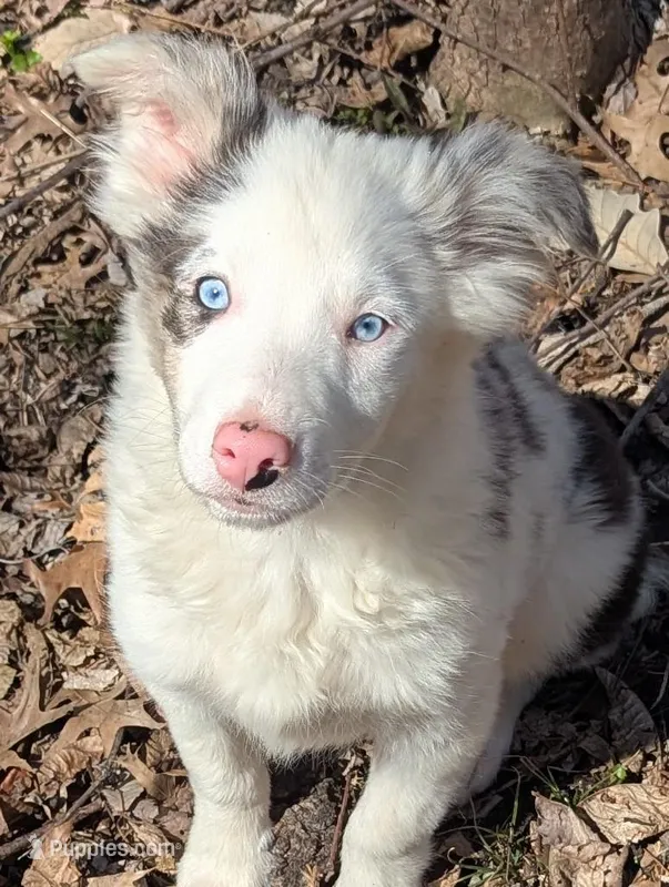 Leo – Border Collie puppy for sale in Calamus, IA