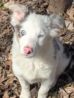 Leo, a male Border Collie for sale in Calamus, IA – Photo 1 of 7