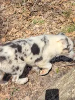 Leo, a male Border Collie for sale in Calamus, IA – Photo 4 of 7