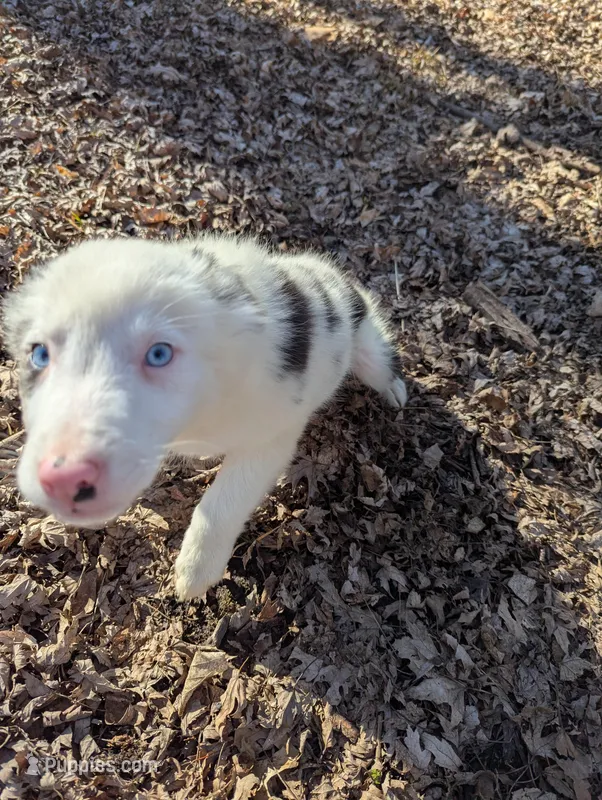 Leo – Border Collie puppy for sale in Calamus, IA