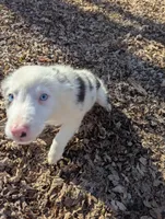 Leo, a male Border Collie for sale in Calamus, IA – Photo 1 of 3