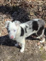 Leo, a male Border Collie for sale in Calamus, IA – Photo 2 of 7
