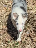Leo, a male Border Collie for sale in Calamus, IA – Photo 5 of 7