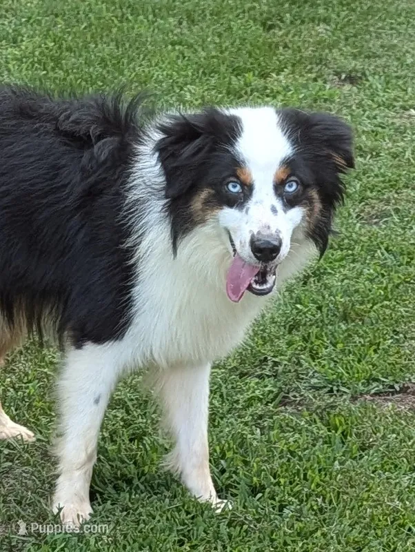 Snickers  – Miniature Australian Shepherd puppy for sale in Calamus, IA