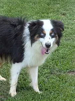 Snickers , a  Miniature Australian Shepherd for sale in Calamus, IA – 1 of 3