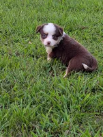 Ruby Tuesday full tail, a female Miniature Australian Shepherd for sale in Calamus, IA – 3 of 3