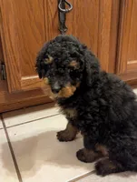 Baby Girl, a female Miniature Aussiedoodle for sale in Calamus, IA – Photo 2 of 2
