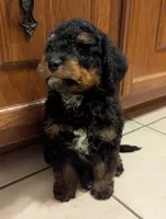 Baby Girl, a female Miniature Aussiedoodle for sale in Calamus, IA – Photo 1 of 2