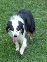 Snickers , a  Miniature Australian Shepherd for sale in Calamus, IA – 2 of 3