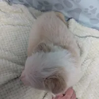 Honey , a female Border Collie for sale in Calamus, IA – Photo 5 of 5