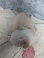 green, a female Border Collie for sale in Calamus, IA – Photo 5 of 5