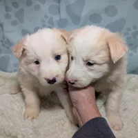 Honey , a female Border Collie for sale in Calamus, IA – Photo 4 of 5