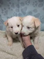 green, a female Border Collie for sale in Calamus, IA – Photo 4 of 5