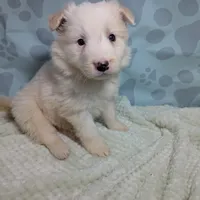 Honey , a female Border Collie for sale in Calamus, IA – Photo 3 of 5