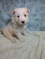 green, a female Border Collie for sale in Calamus, IA – Photo 3 of 5