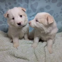 Honey , a female Border Collie for sale in Calamus, IA – Photo 1 of 5
