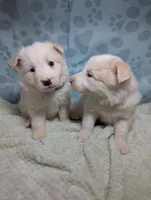 green, a female Border Collie for sale in Calamus, IA – Photo 1 of 5