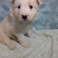 Honey , a female Border Collie for sale in Calamus, IA – Photo 2 of 5