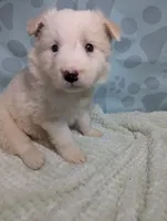 green, a female Border Collie for sale in Calamus, IA – Photo 2 of 5