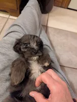 Tiffy, a female Miniature Aussiedoodle for sale in Calamus, IA – Photo 2 of 3
