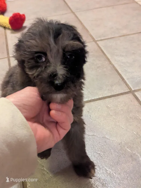 Tiffy – Miniature Aussiedoodle puppy for sale in Calamus, IA