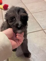 Tiffy, a female Miniature Aussiedoodle for sale in Calamus, IA – Photo 1 of 3
