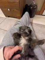 Tiffy, a female Miniature Aussiedoodle for sale in Calamus, IA – Photo 3 of 3