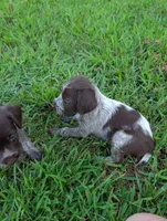 Peaches , a female Wirehaired Pointing Griffon for sale in Calamus, IA – 3 of 3