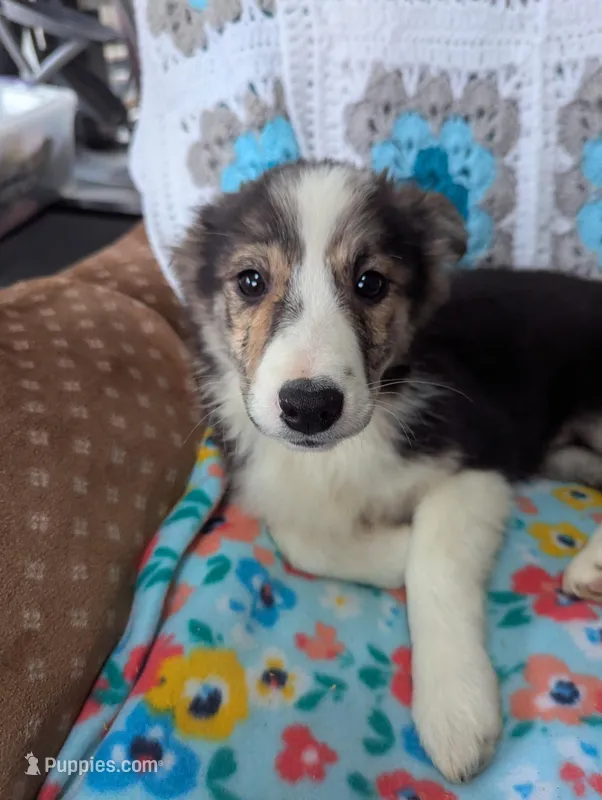 True – Border Collie puppy for sale in Calamus, IA