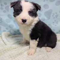 Bonny, a female Border Collie for sale in Calamus, IA – Photo 3 of 6