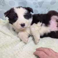Bonny, a female Border Collie for sale in Calamus, IA – Photo 6 of 6