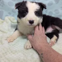 Bonny, a female Border Collie for sale in Calamus, IA – Photo 1 of 6