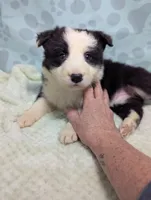 processed/01b2fa3d-2813-471a-ba42-1ecef948ba62/listing/a9cb3990-0d01-4320-b450-15363fc146a4/4724a162-b9e6-4f6e-97df-27bdba497f54